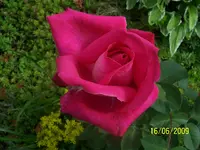 100_1843.webp