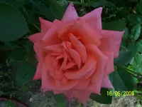 100_1844.webp
