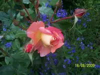 100_1848.webp