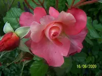 100_1849.webp