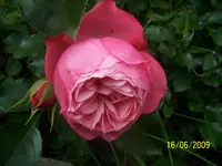 100_1850.webp