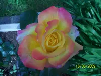 100_1842.webp