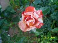 100_1852.webp