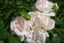CIMG5784.webp
