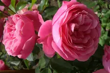 CIMG5786.webp