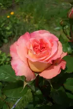 CIMG5792.webp