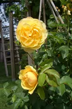 CIMG5793.webp