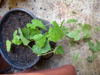 Oliven-Cornichon1.webp