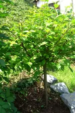 CIMG5545.webp