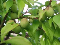 800px-Fruits_of_Japanese_plum.webp