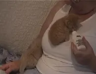 kitti3.webp