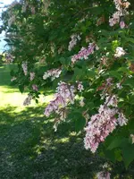 CIMG7320.webp