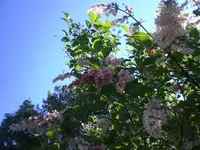 CIMG7322.webp