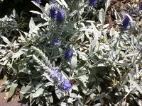 Garten Juni6 001.webp