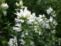 Garten Juni6 004.webp