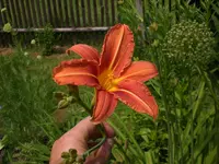 Garten Juni6 005.webp