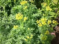 Garten Juni6 007.webp
