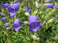 Garten Juni6 009.webp