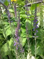 Garten Juni6 011.webp