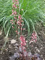 Garten Juni6 012.webp
