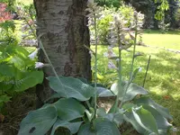 Garten Juni6 013.webp