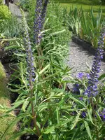 Garten Juni6 015.webp