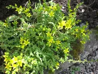Garten Juni6 017.webp