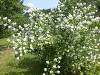 Garten Juni6 028.webp