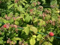 Garten Juni6 031.webp