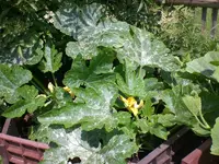 Garten Juni6 032.webp