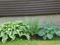 Garten Juni6 033.webp