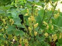 Garten Juni6 035.webp