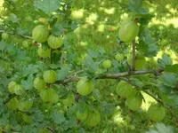 Garten Juni6 036.webp