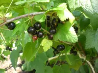 Garten Juni6 038.webp
