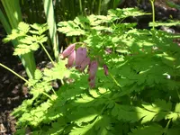 Garten Juni6 040.webp