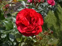 Garten Juni6 014.webp