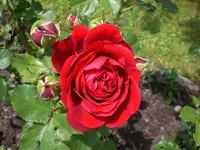 Garten Juni6 018.webp