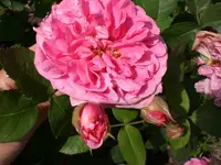 Garten Juni6 019.webp