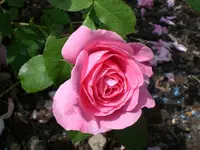 Garten Juni6 020.webp