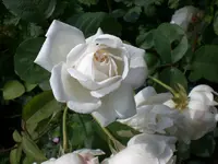 Garten Juni6 021.webp