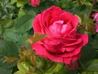Garten Juni6 022.webp
