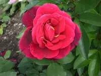 Garten Juni6 023.webp