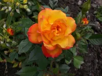 Garten Juni6 024.webp