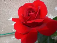 Garten Juni6 025.webp