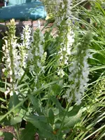 Garten Juni6 030.webp