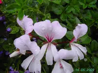 PICT2681.webp