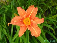PICT2713.webp