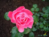 PICT2717.webp