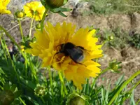 gef. Maedchenauge.webp