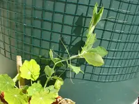Projekt Regentonnenbegruenung.webp